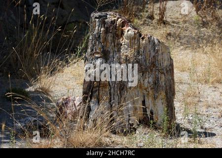 Ein versteinerte Baumstamm im versteinerten Wald von Lesbos auf der Insel Lesvos in Griechenland. Die Bäume entstanden vor 15 bis 20 Millionen Jahren. Stockfoto