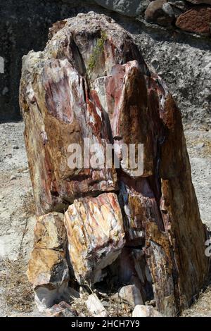 Ein versteinerte Baumstamm im versteinerten Wald von Lesbos auf der Insel Lesvos in Griechenland. Die Bäume wurden vor 15 bis 20 Millionen Jahren gebildet. Stockfoto