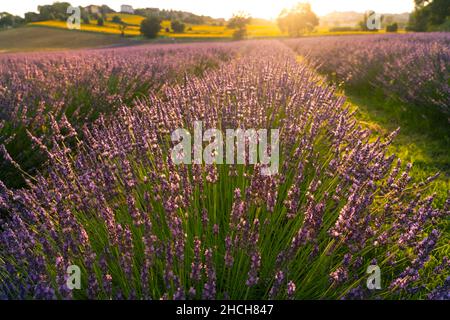 Lavendelfelder bei Sonnenuntergang, Corinaldo, Marken, Italien Stockfoto