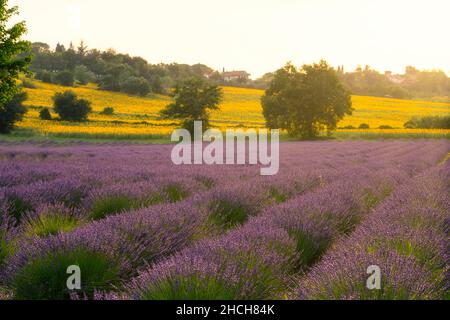 Lavendelfelder bei Sonnenuntergang, Corinaldo, Marken, Italien Stockfoto