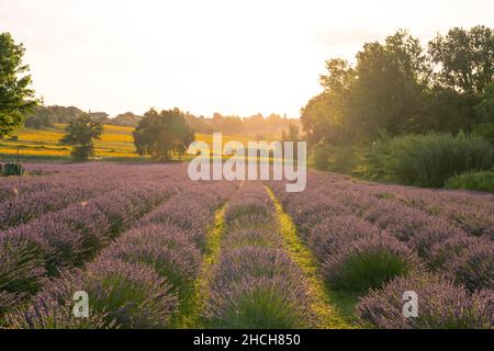 Lavendelfelder bei Sonnenuntergang, Corinaldo, Marken, Italien Stockfoto