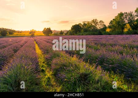 Lavendelfelder bei Sonnenuntergang, Corinaldo, Marken, Italien Stockfoto