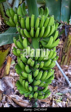 Bananenplantage Bananenbaum, mehrjährig mit Bananen (Musa), El Hierro, Kanarische Inseln, Spanien Stockfoto