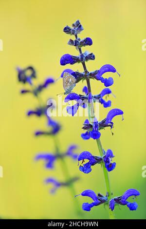 Gossamer-Flügelschmetterling (Lycaenidae) in einer Wiesenklare (Salvia pratensis) Lamiaceae, Bergsteig, Fridingen, Naturpark Obere Donau Stockfoto