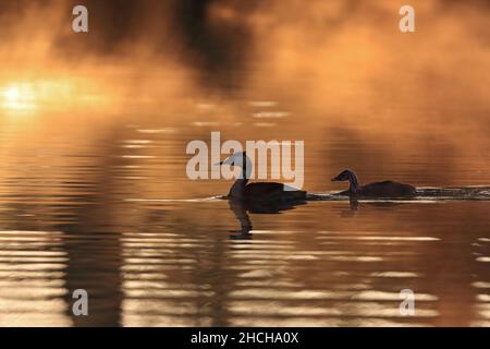 Haubentaucher (Podiceps cristatus) mit Küken, die auf dem Wasser schwimmen, Reiher, Zielfinger gesehen, Naturpark Obere Donau Stockfoto