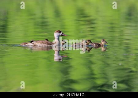 Rotkappentopfe (Netta rufina) mit schwimmenden Küken, Zielfinger gesehen, Naturpark Obere Donau, Baden-Württemberg, Deutschland Stockfoto