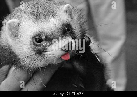 Polecat ragt aus rot gefärbter Zunge a la Albert Einstein, farblich schwarz-weiß Foto Stockfoto