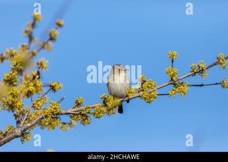 Chiffchaff; Phylloscopus collybita; über Cornus Mas 'Golden Glory'; Großbritannien Stockfoto