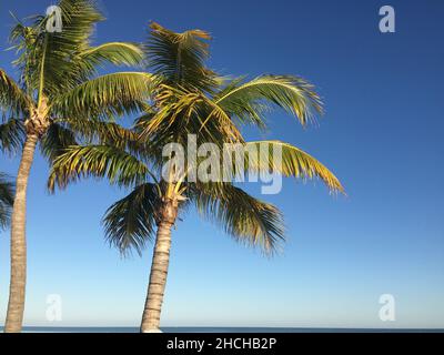 Palmen und blauer Himmel Stockfoto