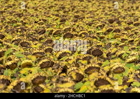 Getrocknete, umgedrehte Sonnenblumen auf einem großen Feld Stockfoto