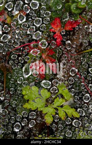 Labyrinth Spider Web; Agelena labyrinthica; in Dew; Großbritannien Stockfoto