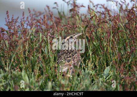 Langschwanzlark; Leistes loyca; Jungvögel; Falkland Stockfoto