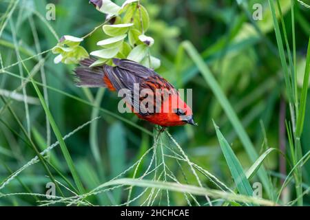 Madagascar Fody, Foudia madagascariensis; Männlich; Seychellen Stockfoto