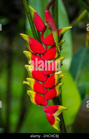 Falscher Paradiesvögel (Heliconia), rote Bec-d'oiseau-Blume, tropische Pflanzen, Phuket, Thailand Stockfoto