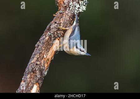 Nuthatch; Sitta europaea; On Log; Großbritannien Stockfoto