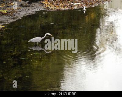 Spiegelung eines einsamen watenden Graureihern auf dem Grand Union Canal, Hanwell, Southall, Middlesex, England, GROSSBRITANNIEN Stockfoto