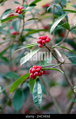 Skimmia japonica subsp. Reevesiana (Hermaphrodite). Japanische Skimmie. Hermaphroditische Pflanze, keine andere Pflanze benötigt, um Beeren zu produzieren Stockfoto