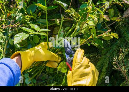 Rosensträucher im Herbst beschneiden. Gartenarbeit. Der Beschneider in den Händen des Gärtners. Stockfoto