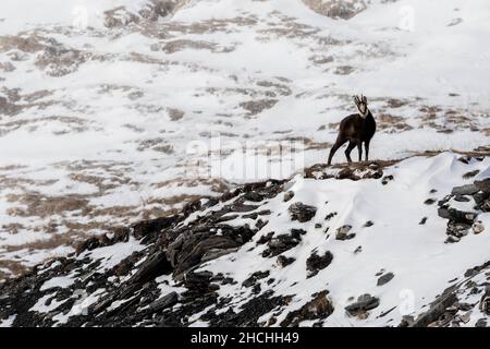 Tatra-Gämsen, Rupicapra, Rupicapra Tatrica, stehend auf einem Berg in Winternatur Stockfoto