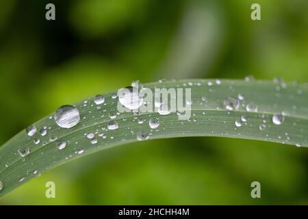 Regenzeit, Wassertropfen auf dem Blatt, Natur im Hintergrund, Makroaufnahme Stockfoto
