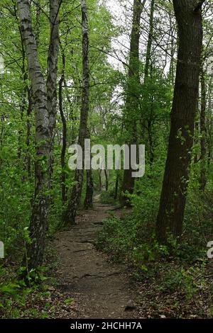 Idyllischer Waldweg in Deutschland Stockfoto