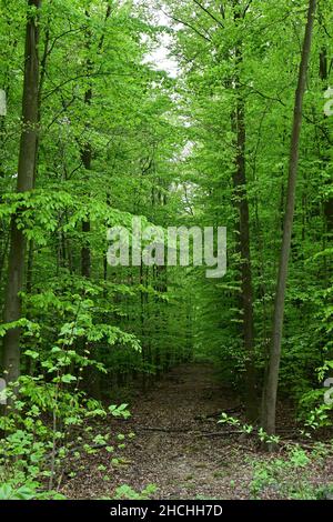 Idyllischer Waldweg in Deutschland Stockfoto