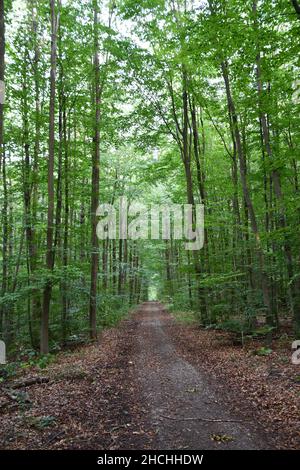 Idyllischer Waldweg in Deutschland Stockfoto