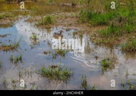 Weibliche Stockente, die an einem sonnigen Tag im Frühling über ihre kleinen unscharfen Entchen in den Feuchtgebieten wacht, die von auftauchenden Wasserpflanzen umgeben sind Stockfoto