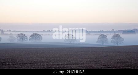 Ein Blick über Ackerland mit Baumwipfeln, die durch den frühen Morgennebel im Wensum Valley in Hellesdon, Norfolk, England, Vereinigtes Königreich, hindurchblicken. Stockfoto