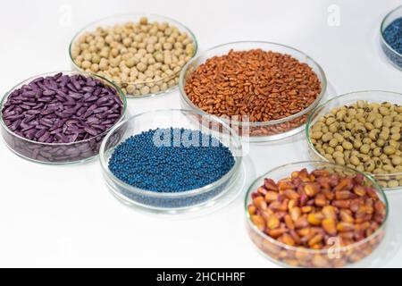 Farbenfrohe, mit Pestiziden behandelte Raps-, Sonnenblumen-, Weizen-, Erbsenarten-, Soja- und Maiskörner in einer Petrischale im Labor Stockfoto