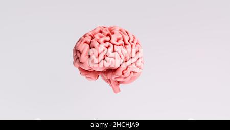 Anatomisches Modell des menschlichen Gehirns Stockfoto