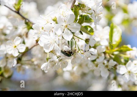 Eine Biene sammelt Pollen in Blüten eines alten Sauerkirschenbaums Stockfoto