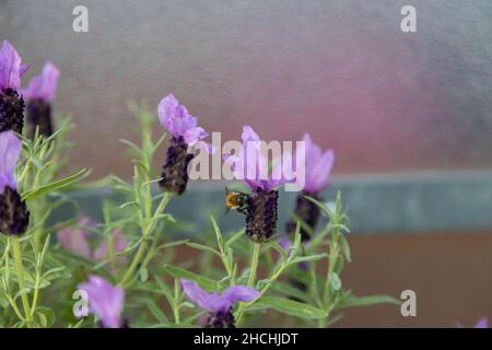 Eine Biene sucht nach Pollen auf einem fliederhaarigen Lavendel, Lavandula stoechas. Stockfoto