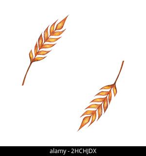 Aquarell Ähren von Weizen Rahmen Abbildung isoliert auf weißem Hintergrund. Vorlage zum Dekorieren von Designs und Illustrationen. Stockfoto