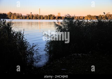 Schilf am Flussufer bei Sonnenuntergang im Winter Stockfoto