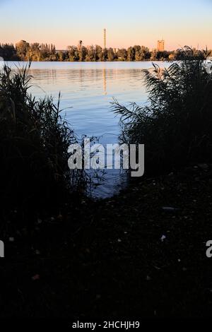 Schilf am Flussufer bei Sonnenuntergang im Winter Stockfoto