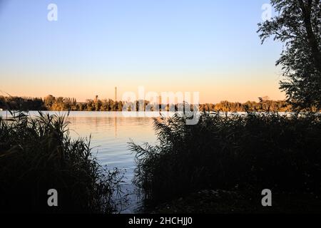 Schilf am Flussufer bei Sonnenuntergang im Winter Stockfoto