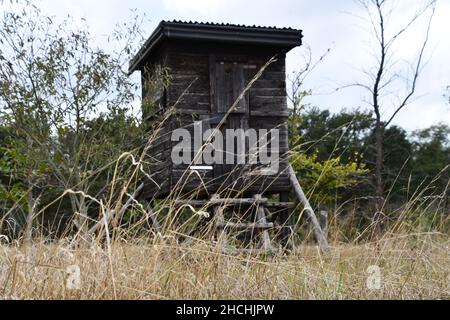 Hoher Stand auf einer Wiese Stockfoto