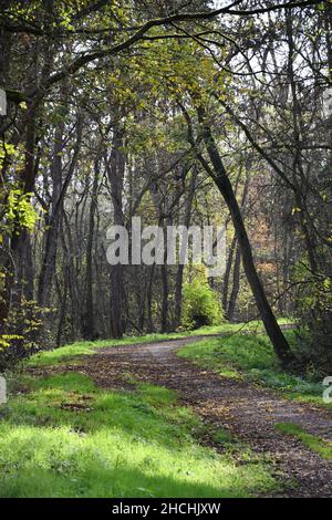 Idyllischer Waldweg in Deutschland Stockfoto