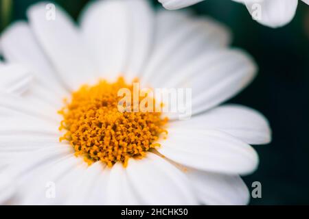 Nahaufnahme einer gewöhnlichen Gänseblümchen Stockfoto
