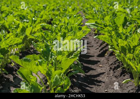 Nahaufnahme junger Zuckerrübenpflanzen in konvergierenden langen Reihen. Agrarbereich. Stockfoto