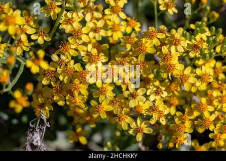 Senecio angulatus, auch bekannt als schleichender Erdboden und gelbe Cape Efeu Blume. Stockfoto