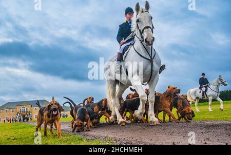 Temple Bruer, Lincolnshire, Großbritannien. 29th. Dezember 2021. Nach einer geschäftigen Zeit vor Weihnachten und dann am zweiten Weihnachtsfeiertag führt Frank Goddard, der Jäger des Cranwell Bloodhounds, sein Rudel von Bluthunden bei der morgendlichen Hundeübung aus, um den heftigen Regenschauern an einem nassen Morgen auszuweichen. Quelle: Matt Limb OBE/Alamy Live News Stockfoto