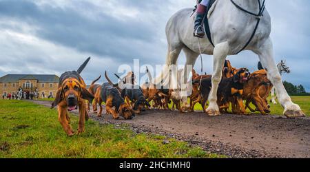 Temple Bruer, Lincolnshire, Großbritannien. 29th. Dezember 2021. Nach einer geschäftigen Zeit vor Weihnachten und dann am zweiten Weihnachtsfeiertag führt Frank Goddard, der Jäger des Cranwell Bloodhounds, sein Rudel von Bluthunden bei der morgendlichen Hundeübung aus, um den heftigen Regenschauern an einem nassen Morgen auszuweichen. Quelle: Matt Limb OBE/Alamy Live News Stockfoto