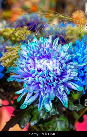 Chrysantheme Blume, Nahaufnahme von blau mit lila Stockfoto