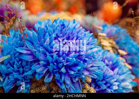 Chrysantheme Blume, Nahaufnahme von blau mit lila Stockfoto