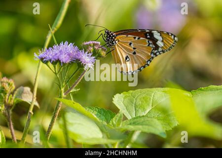 Ein gewöhnlicher Tiger, der auf einer Blume im Garten sitzt Stockfoto