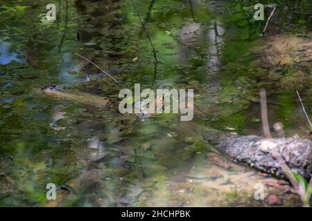 American Bullfrog in einem Sumpfgebiet in der Nähe des Cave Run Lake in Kentucky Stockfoto