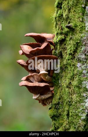 Honigpilz, Armillaria sp, Armillariella sp, Armillaria toadstools, Honigpilzpilze, die auf aufrechtem Baumstamm wachsen, Pilzproblem, Pilzbaum pro Stockfoto