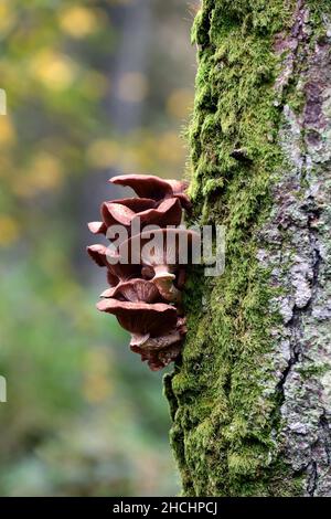 Honigpilz, Armillaria sp, Armillariella sp, Armillaria toadstools, Honigpilzpilze, die auf aufrechtem Baumstamm wachsen, Pilzproblem, Pilzbaum pro Stockfoto